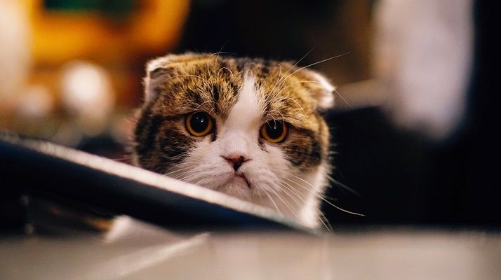 Brown and white cat in shallow focus shot
